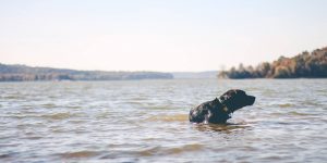 Dog Swimming in Lake Monroe